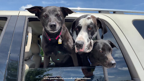 Polite Great Danes And Dog Friends Go Out For Burger Treat
