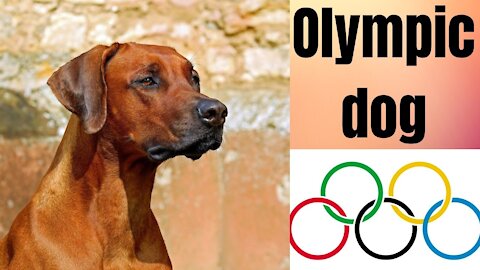 Olympic dog