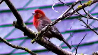 IECV NV #106 - 👀 Red Face House Finch 6-21-2015