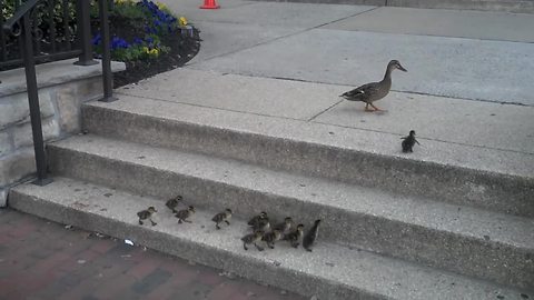Ducklings Accomplish Grueling Task Of Climbing Stairs