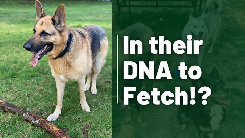 Fetch is in their DNA! "Did You Know!?"