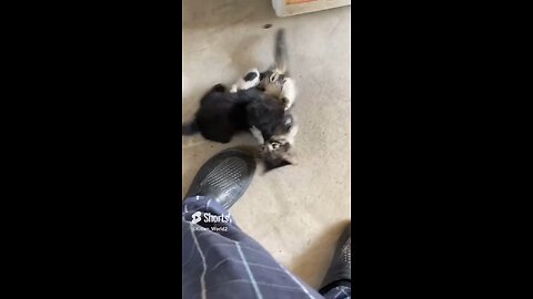 Two #kittens fight for my leg🤼‍♂️
