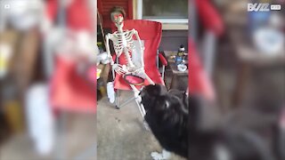 Lo scheletro non vuole giocare con il cane