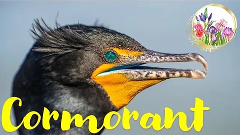 Aquatic Cormorant Birds