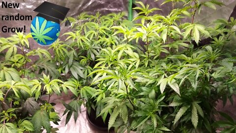 New Light & 3 Great Strains?? Let us GROW! Ft. All New SolarXtreme® 500