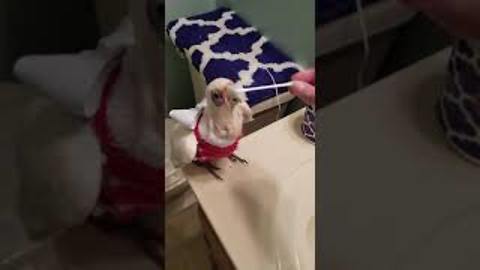 ADORABLE PARROT "BRUSHES HER TEETH" WHILE WEARING HER "SOCK SWEATER"