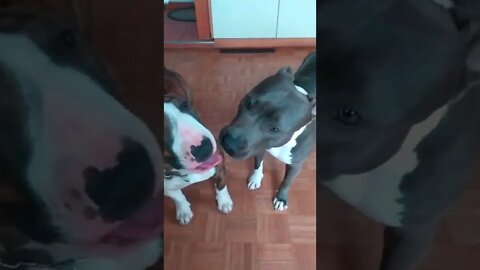 dog love Bullterrier vs Amstaff, best friends Falling in love, sweet cute video