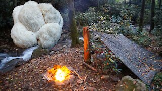 Bushcraft Camping and Lions Mane Mushroom. Overnight tarp shelter and Fall foraging Recipes fortnite