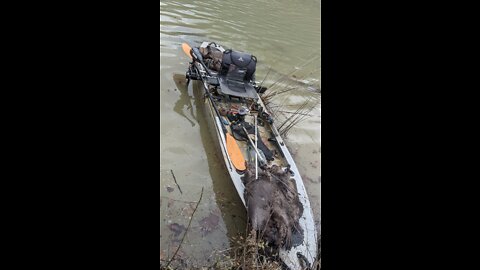 Yak trapping beaver '22