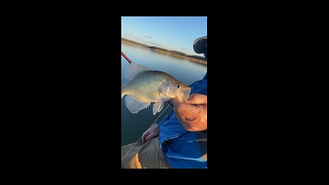 Live scope casting to crappie