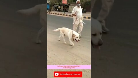 Cute pet dog smelling and walking beside the highway, #shorts,#dog,#animal,#doglovers,#trendingshort
