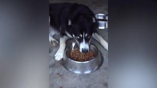 Adorable Husky Dog Protects Her Food
