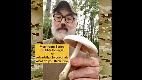 Mushroom Series: Stubble Rosegill?