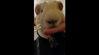 Guinea pig tries to eat my finger