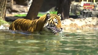 Awesome Animals - Busch Gardens | Morning Blend