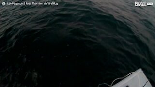 Un grand requin blanc attaque un bateau de pêcheurs en Australie