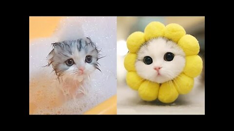 Baby Cats - Cute and Funny Cat Videos 2022