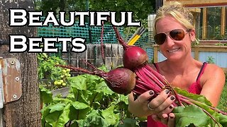 An Honest View of Growing Beets