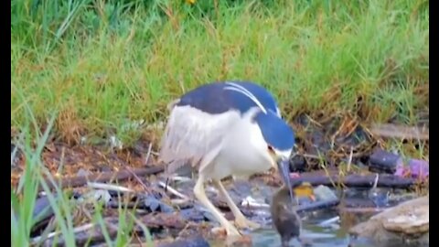 A black-crowned night heron swallows a live duckling whole