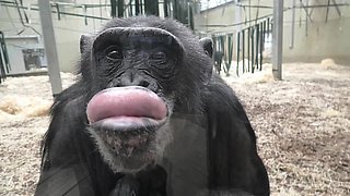 Chimpanzee makes funny faces at her own reflection