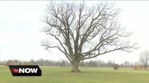 Local archaeologist believes Buffalo may have a "new" oldest tree