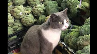 Gato apanhado a comer brócolos crus no supermercado