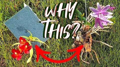 How I Decide to Mount which Orchids in which Way | Tips for Humidity Retention & MORE #ninjaorchids