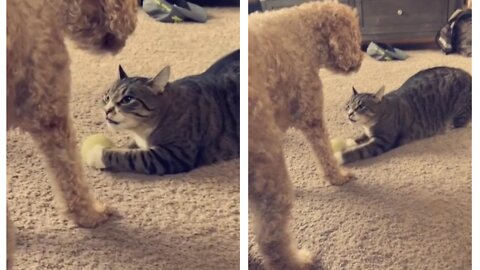 Cat adorable sneakily tries to steal ball but gets caught by dog