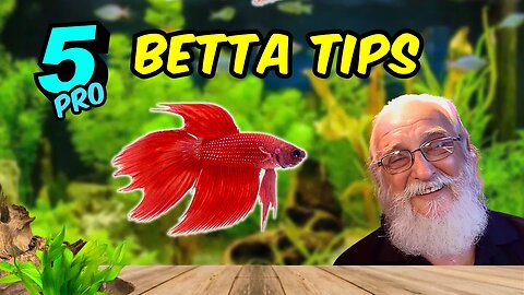 5 Unpopular Tips For Betta Success