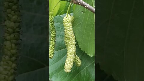 frutíferas produzindo em vaso castanho de caju e cajuína vídeo completo no canal