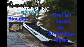 Ultimate Fishing Simulator: The Fish - Archafalaya Basin - Bluegill - [00031]