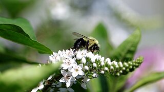 Bumblebee on Gooseneck Flowers