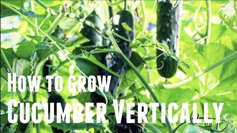 How To Grow Cucumber Vertically - Save Space & Increase Yields in 3 Simple Steps Growing Vertically