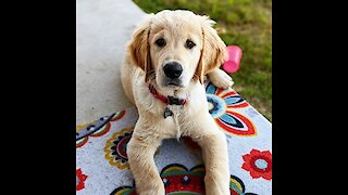 Check out this puppy's adorable dive into a ball pit