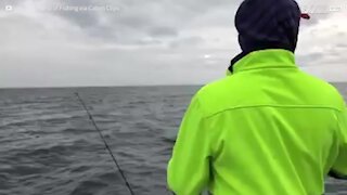 Foca rouba peixe de pescador