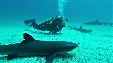 Scuba divers join large school of sharks resting on the ocean floor