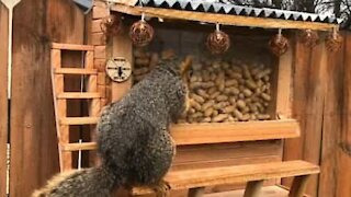 Homem construiu bar para esquilos!