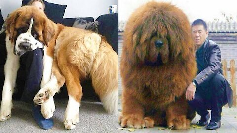 Real Life Giant Dog Breeds, they love their owners