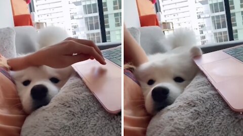 Adorable samoyed makes it very difficult to work from home
