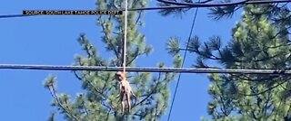 Black doll found hanging from power lines in CA