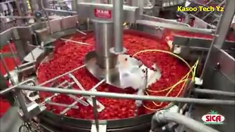 How Canned Tomatoes Is Made, Tomato Harvesting And Processing Process With Modern Technology