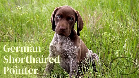 German Shorthaired Pointer - What To Know
