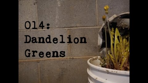 014: Dandelion Greens