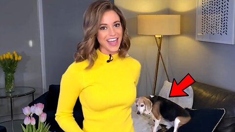 Best Dogs Work From Home News Bloopers Live