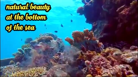Natural beauty at the bottom of the sea