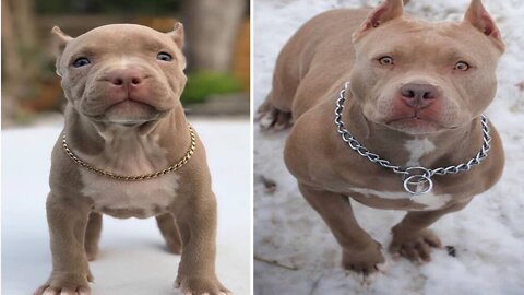 I'm a Big kid Now - Dog Grow Up and Cute Baby Animals 😲 || Amazing Transformation Of Sick Dog