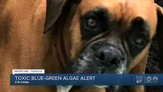Pet owner says toxic algae in Palm Beach County claimed dog's life