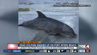 Dead dolphin found on Fort Myers Beach