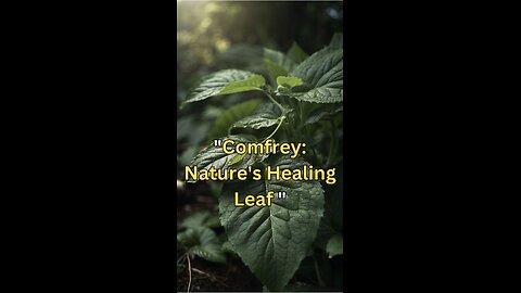 "Comfrey Chronicles: Nature's Answer to Wound Care"