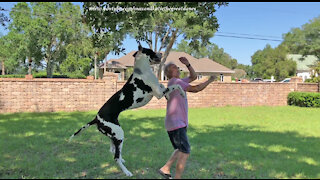 Happy Harlequin Great Dane Loves To Leap